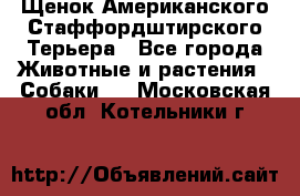 Щенок Американского Стаффордштирского Терьера - Все города Животные и растения » Собаки   . Московская обл.,Котельники г.